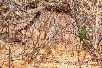 Fototapeta premium Small damara dik-dik in the bush. Meru, Kenya (Rev.2)