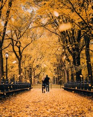 Central Park Mall Fall