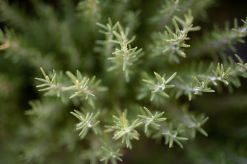 Fresh Rosemary
