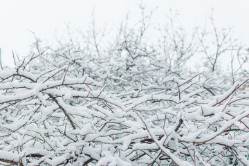 The branches of the tree are covered with snow.