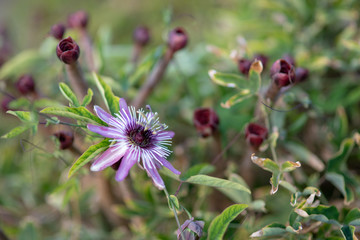 Passionflower