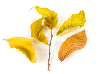 Fall dried leaves isolated on a white background.