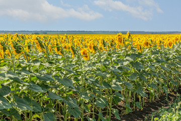 Blooming sunflowers on the field