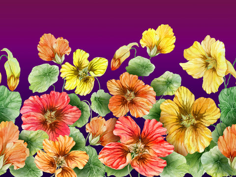 Beautiful nasturtium flowers with on purple gradient background. Seamless floral pattern. Watercolor painting. Hand drawn and painted illustration.