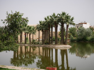 Fototapeta na wymiar Small island full of palm trees and birds in the middle of an artificial lake in a public park in the city of Fez, Morocco, with beautiful reflection of the surface of the water