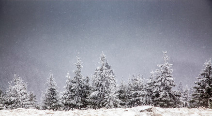 Fototapeta na wymiar winter landscape with snowy fir trees in the mountains
