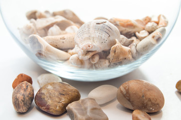 Seashells on a white background