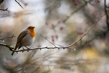 Robin in Autumn
