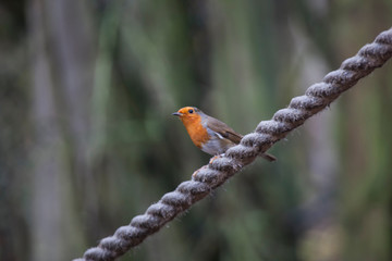 robin on a rope