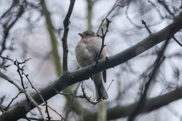 Chaffinch fluffed up with winter plumage perched on tree branch