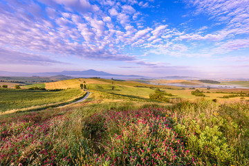 Obraz premium Landscape scenery early in the morning of Tuscany in Italy, with cypresses trees and green field with beautiful colors on summer day, travel destination in Europe