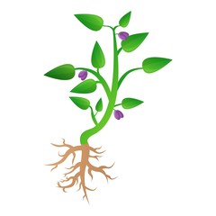 Soybean plant icon. Cartoon of soybean plant vector icon for web design isolated on white background