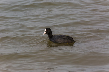 Common coot in Aiguamolls de l'Empordà Nature Park, Girona, Spain