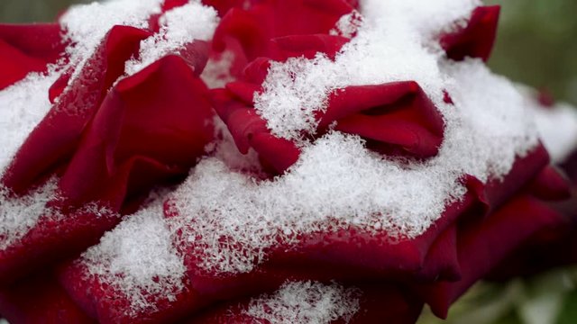 Snowfall. Close-up shot of red rose buds covered in the first snow in november. 4K