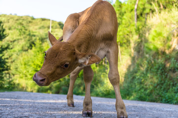 cow on meadow