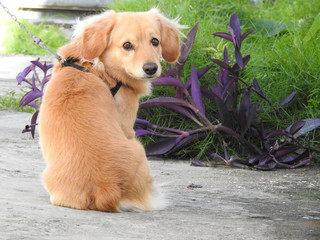 Cute blonde puppy  dog  outdoor grass plants