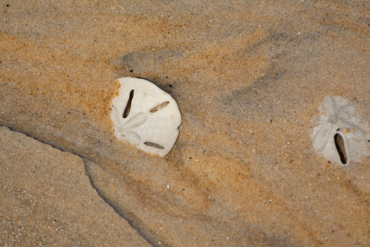 รูปภาพClypeasteroida เลือกดูภาพถ่ายสต็อก เวกเตอร์ และวิดีโอ2,542