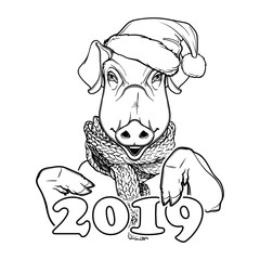 Cute pig in a Santa hat and scarf holding 2019 sign. Mascot of the New Year 2019 according to Chinese zodiac calendar. Linear black drawing isolated on white background. EPS10 vector