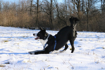 Border collie che gioca felice sulla neve, paesaggio invernale