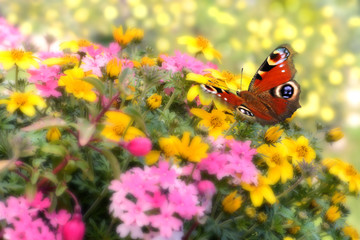 Schmetterling 532 © K.-U. Häßler