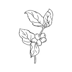 Wild branch with berries and leaves isolated on white background. Hand drawn vector illustration. Monochrome ink sketch.