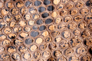 Vintage Close Up Dried Real Snake Skin Python Brown and Black