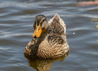 Yellow-billed duck (Anas undulata)