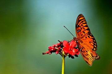 An orange, white and black gulf fritillary (Agraulis vanillae) butterfly perched on a red jatropha bloom with a soft green background.