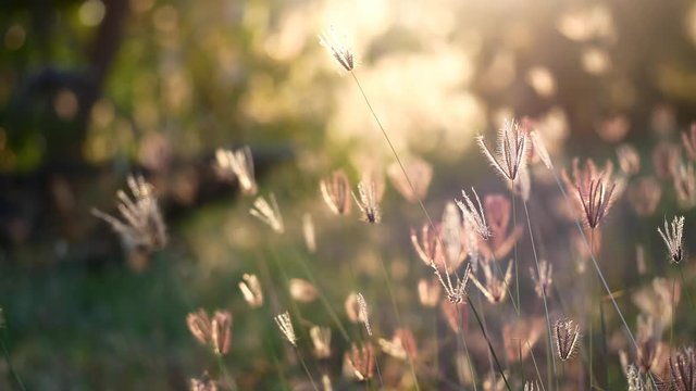 abstrack nature grass flower field 