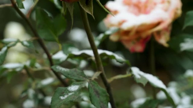 Snowfall. Close-up shot of orange rose buds covered in the first snow in november. 4K