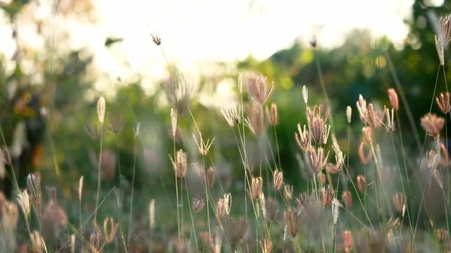 abstrack nature grass flower field 