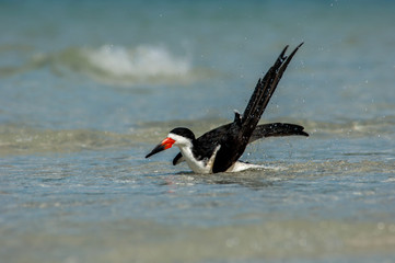 A black skimmer ( Rynchops niger) splashes and grroms in the Gulf of Mexico at Wiggins Pass, Florida.