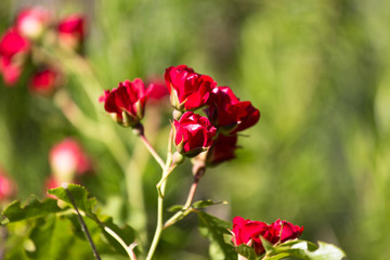 red small rose close-up on a green background