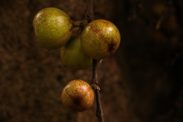 Ficus racemosa at Garden