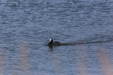 Common coot in Aiguamolls de l'Empordà Nature Park, Girona, Spain