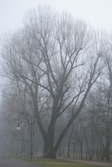 Big bare tree in the fog