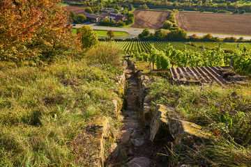 Obraz premium Weinberge und Mainaue im Abt-Degen-Weintal bei Ziegelanger, Ortsteil von Zeil am Main, Kreis Haßberge, Landkreis Hassberge, Unterfranken, Franken, Bayern, Deutschland.