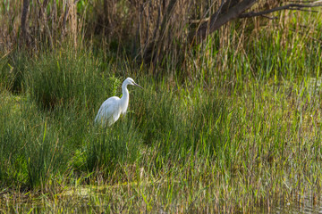 Little egret in Aiguamolls de l'Empordà Nature Reserve, Girona, Spain