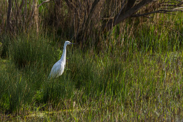 Little egret in Aiguamolls de l'Empordà Nature Reserve, Girona, Spain