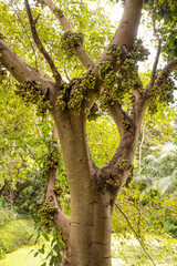 Fototapeta premium Ficus racemosa at Garden