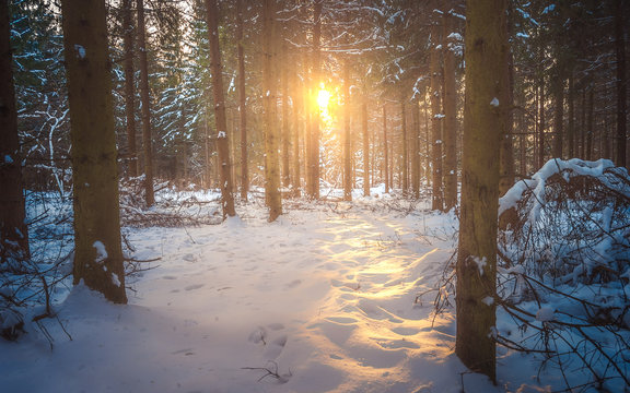 Winter landscape in the pine forest. Sunset in the woods between the tree strains in winter season. The lights through the woods, Bakony Forest, Hungary