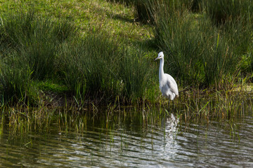 Obraz premium Little egret in Aiguamolls de l'Empordà Nature Reserve, Girona, Spain
