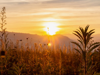 Stunning yellow meadow autumn sunrise with sunlight background. Happy new day concept: