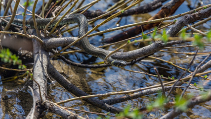 Ringelnatter am Eibsee