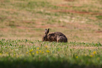 Feldhase, Hare