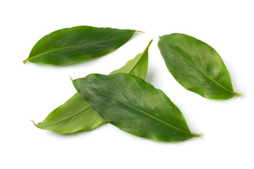 Green cardamom leaves