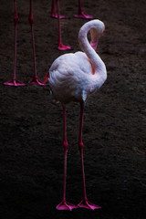 Greater Flamingo, Phoenicopterus ruber, beautiful pink big bird in dark blue water, reed in the background,