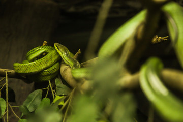 white-lipped pit viper, is a venomous pit viper species endemic to Southeast Asia. Color pattern: green above, side of head below eyes is yellow, white or pale green, much lighter than rest of head