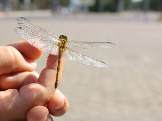 Large dragonfly sitting on a finger
