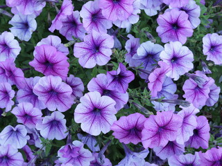 Lilac flowers of petunias close up. View from above